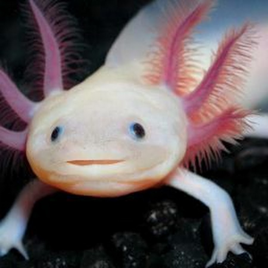 AL5GRJUmCbt0X0fOsH8fdoK4uVQK4zKGvQLJ9DrXoA=s900-c-k-c0x00ffffff-no-rj