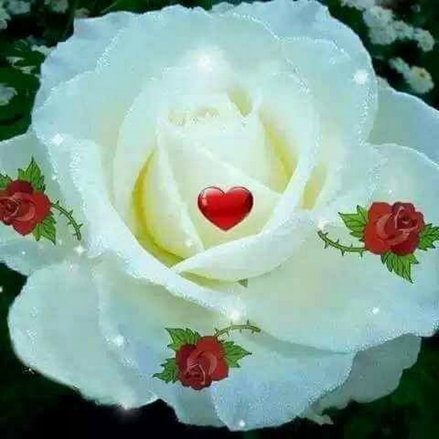 Белые розы для тебя