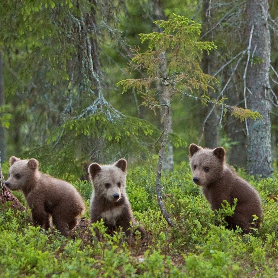 Фотографии 3 медведей. Медвежата. Много медвежат. Три медведя. Трое медвежат.