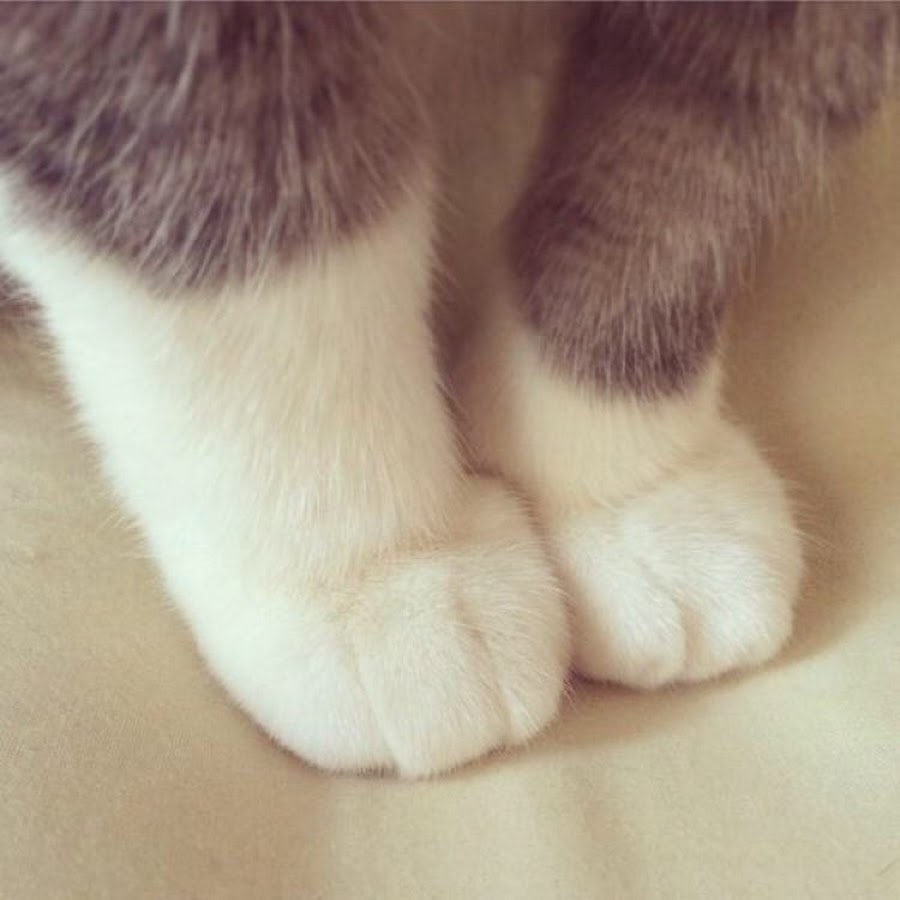 Кошка топчется передними лапами. Кошачья лапка. Милая Кошачья лапка. Милая лапка котика. Ножки котика.