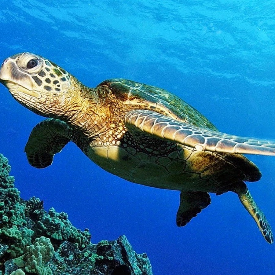 Черепаха в океане