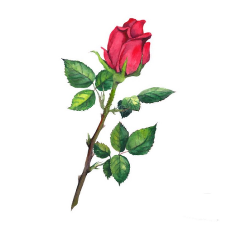 Роза со стеблем акварель