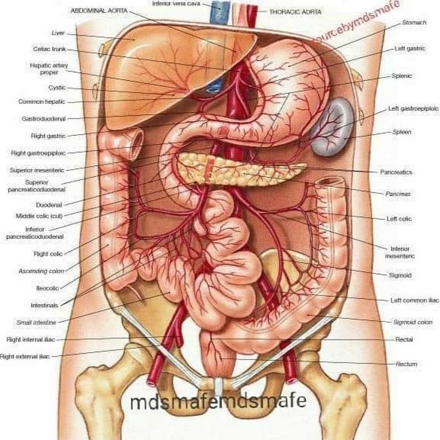 анатомия фото внутренние органы мужчины