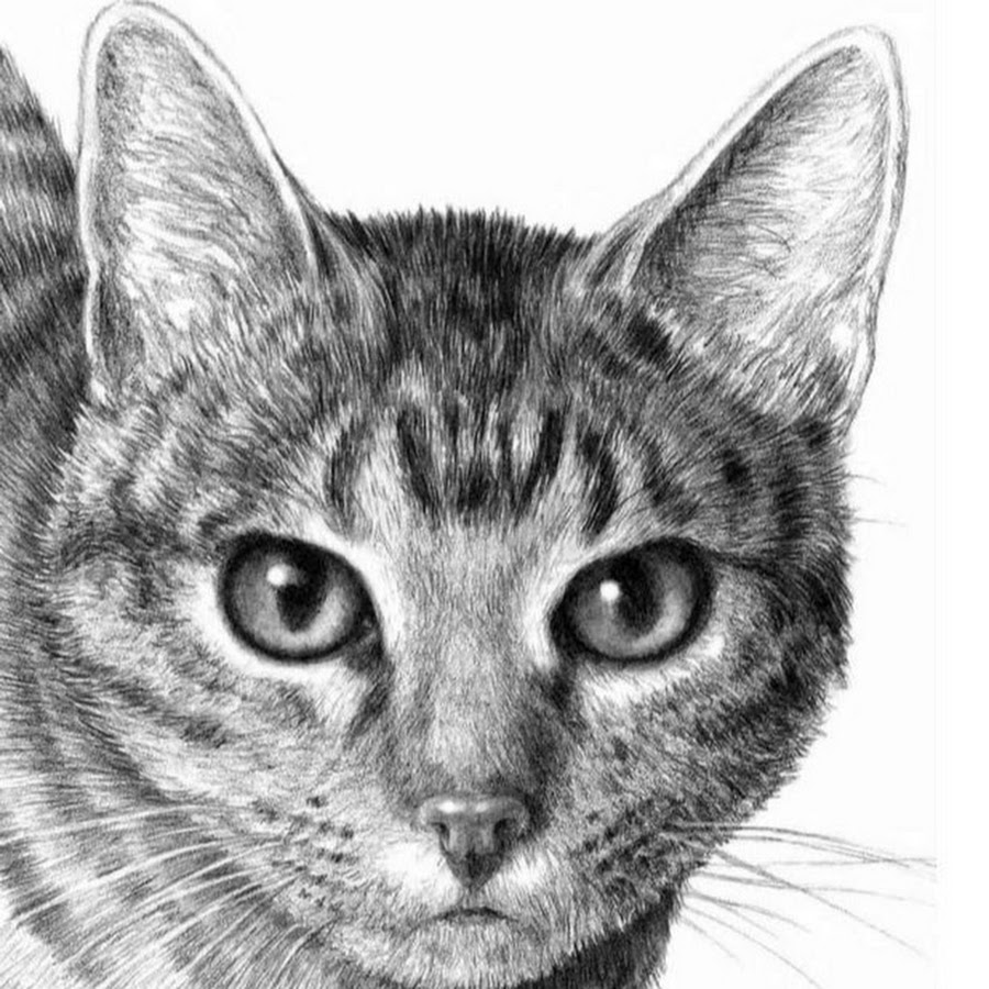 Pencil cats. Кот карандашом. Кошка рисунок карандашом. Рисунки котиков карандашом. Кошечка рисунок карандашом.