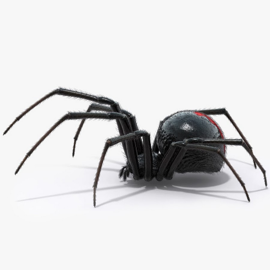 Черная вдова паук вид сбоку