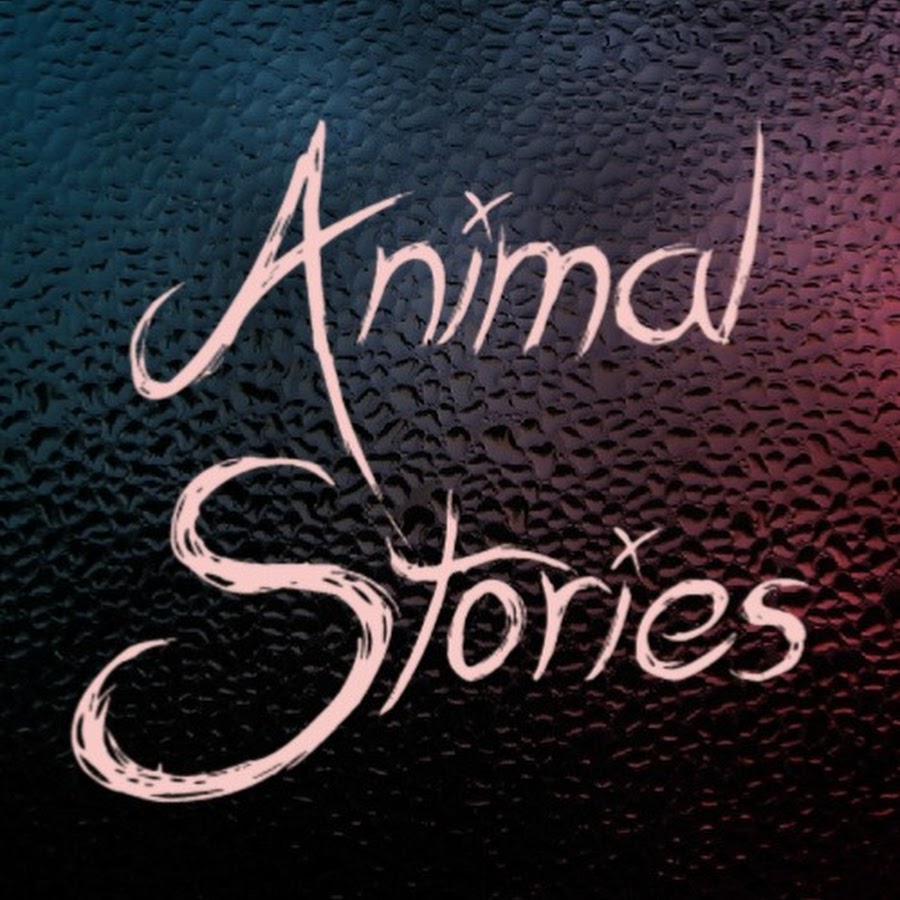 Animal Stories - YouTube