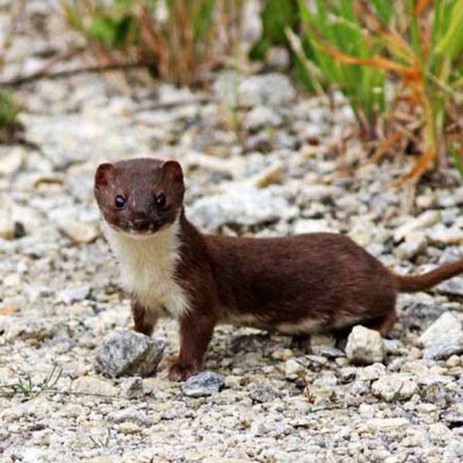 Ласка картинки. Ласка обыкновенная (Mustela nivalis). Ласка Mustela nivalis Linnaeus, 1766 ареал. Куница белая. Ласка (зверек сем. Куньих).