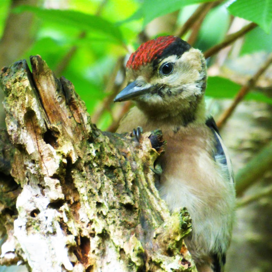 wonders-of-wildlife-wow-national-zoo-aquarium-reservations