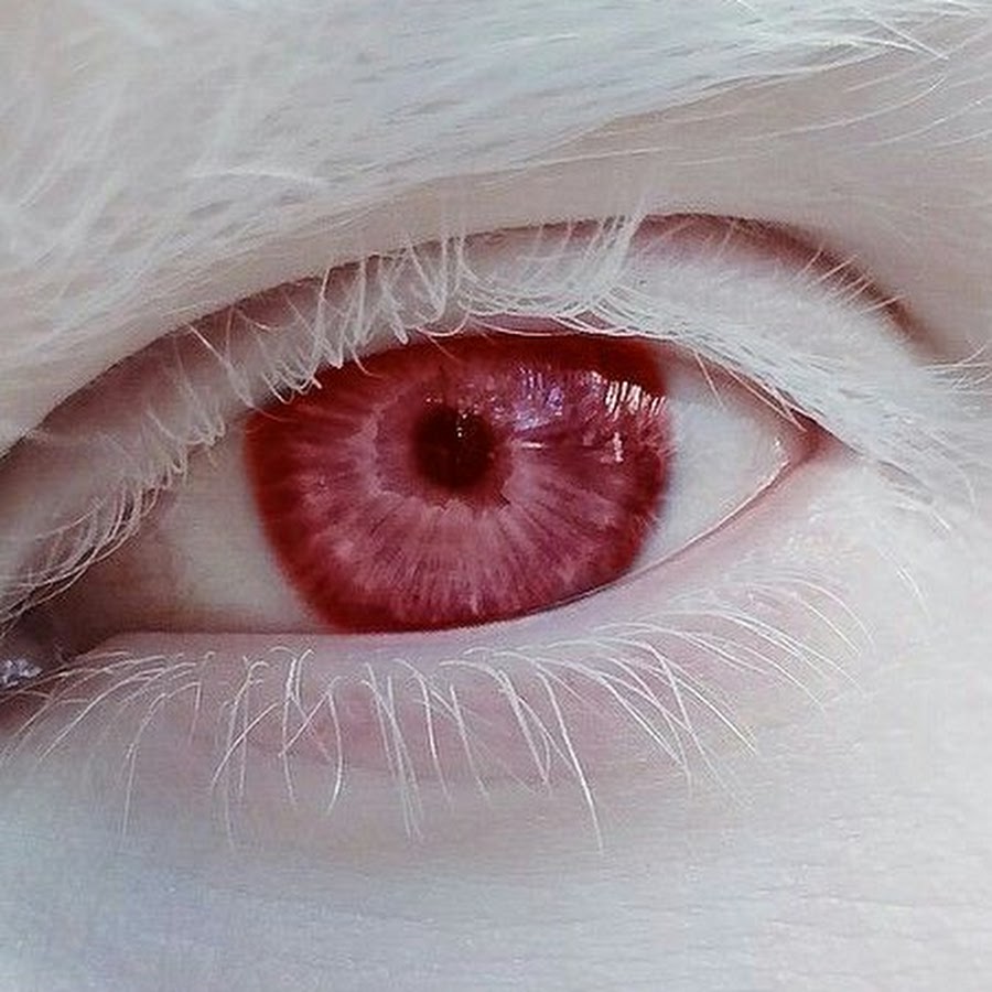 Craspore chernoburkv. Craspore и чернобурка. Альбинизм красные глаза.
