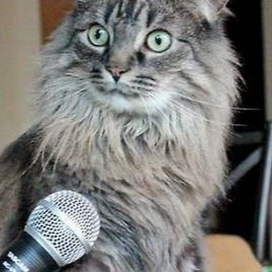 Удивленный кот с микрофоном