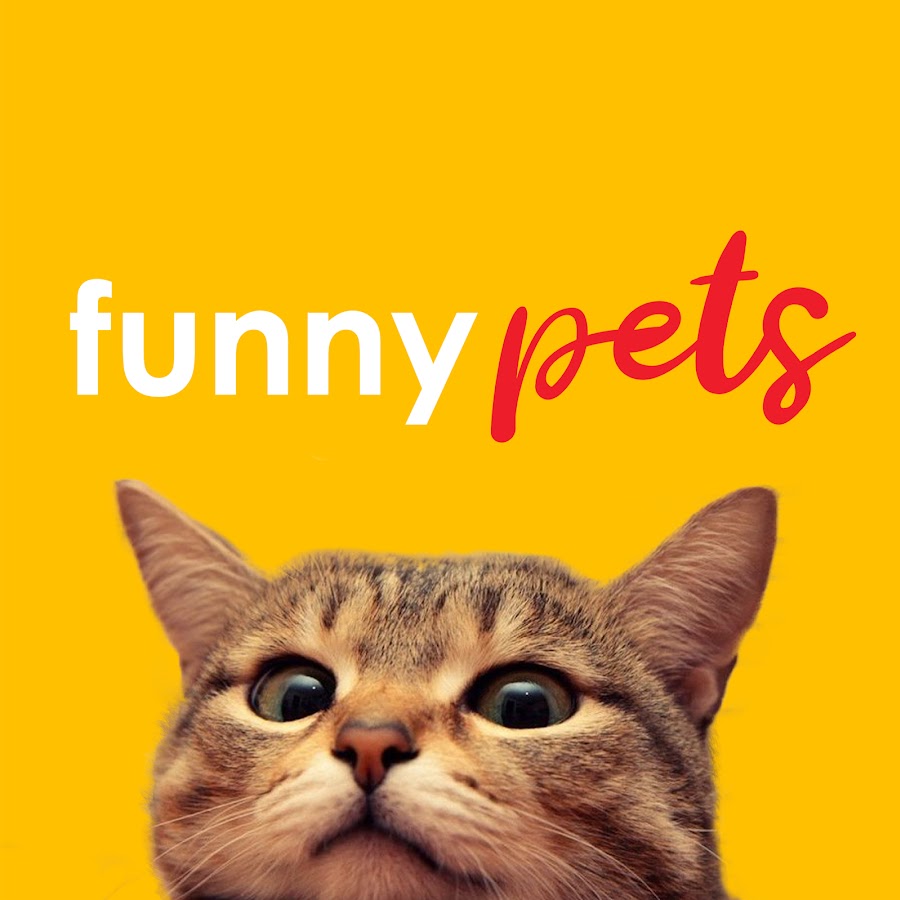 Life Funny Pets - YouTube