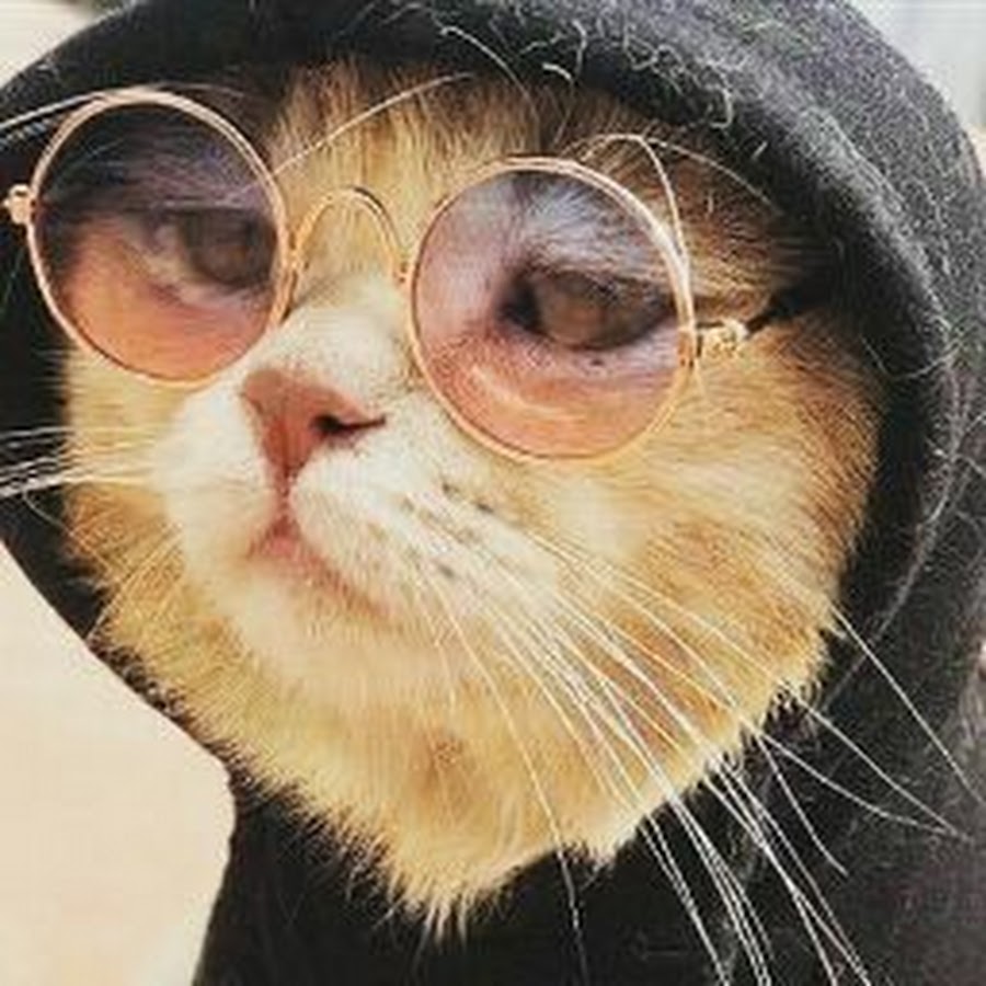 Кот найк. Кот в очках. Кот на аву. Рыжий кот в очках. Котик в круглых очках.