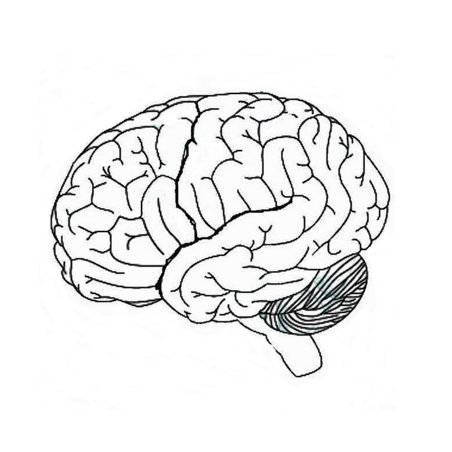 Мозг главный орган. Головной мозг раскраска. Мозг контур. Мозг схематично.