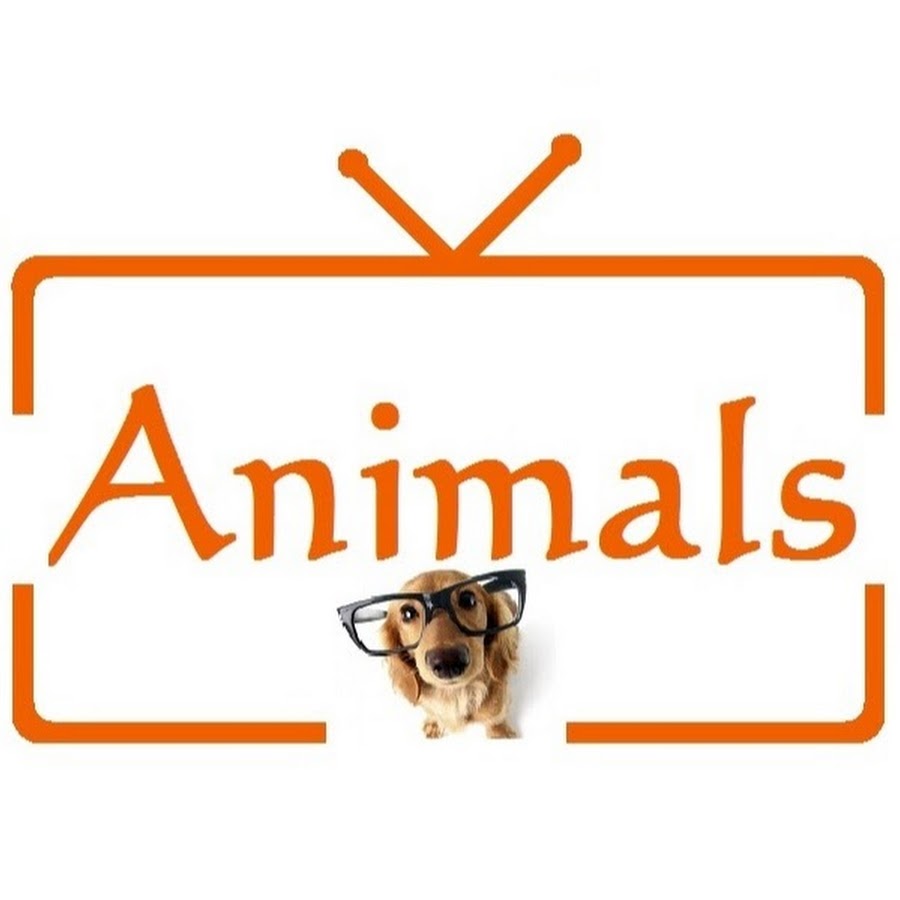 Animals TV - YouTube