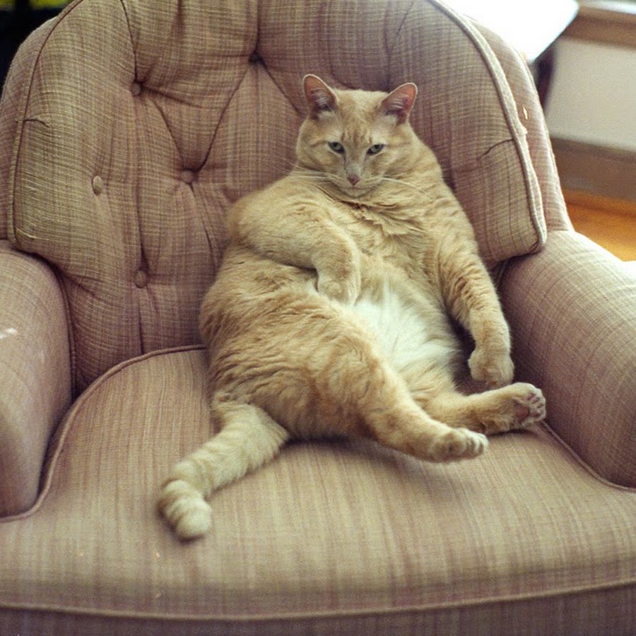 Толстый кот сидит