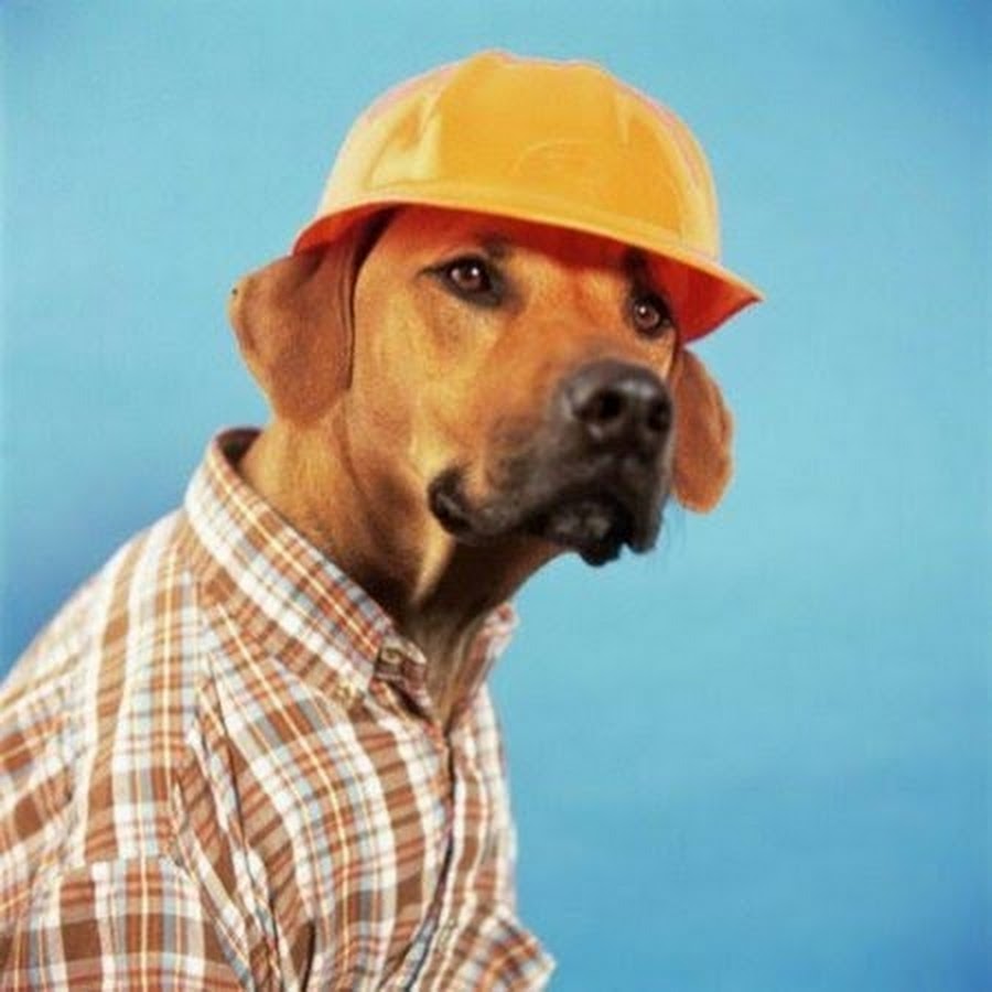 Собака в каске строителя