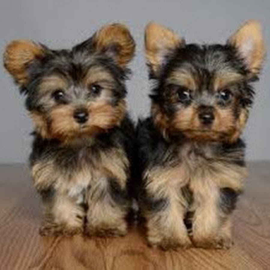 Yorkshire Terrier Puppies for adoption