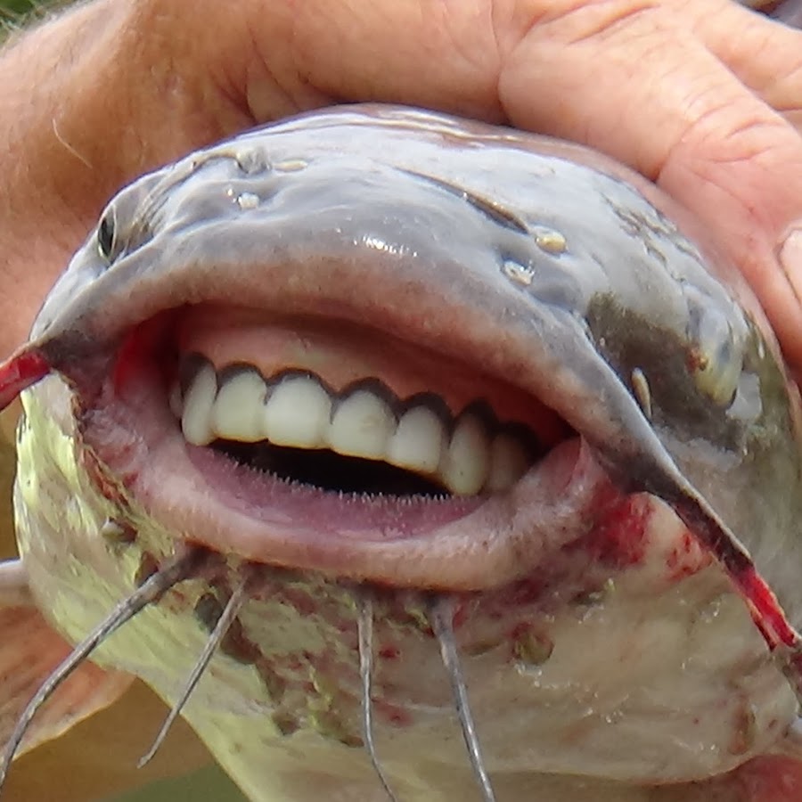 морской карась фото зубов