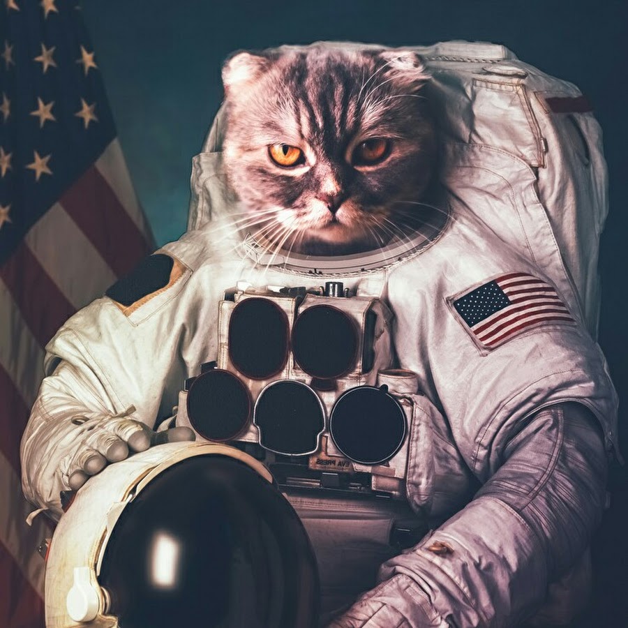 Кот в космическом костюме