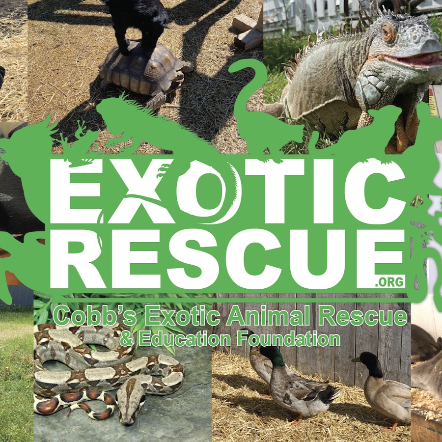 Cobb's Exotic Animal Rescue Foundation - YouTube
