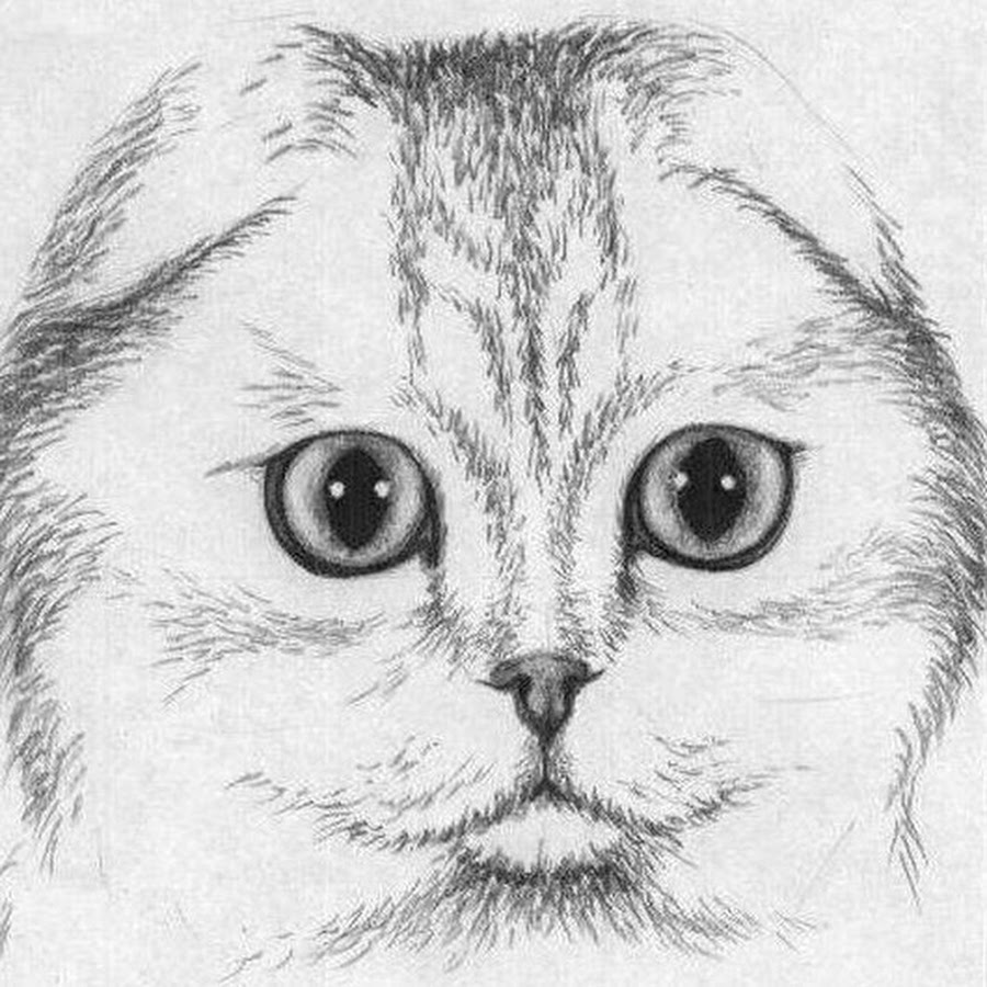 Вислоухая кошка карандашом