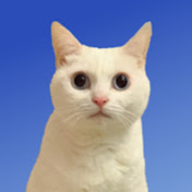 «SoybeanMilk Cat»