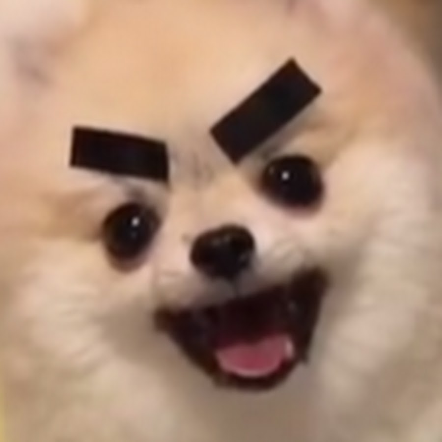 Dog Eyebrow up meme