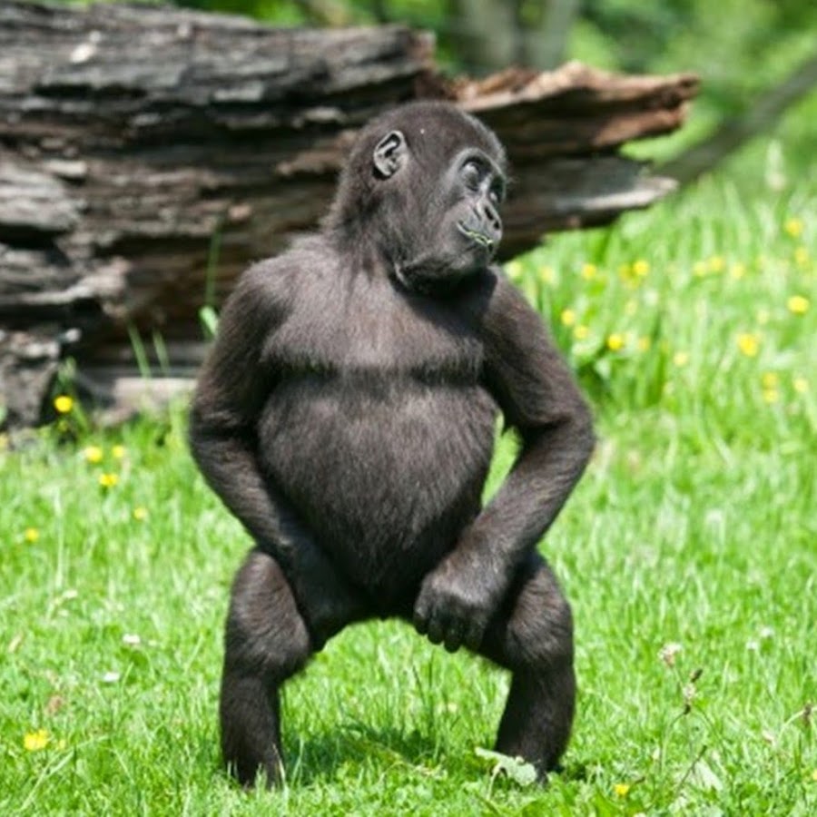 Важная обезьяна. Шимпанзе танцует. Обезьяна танцует. Обезьяна Мем. Обезьянка пляшет.
