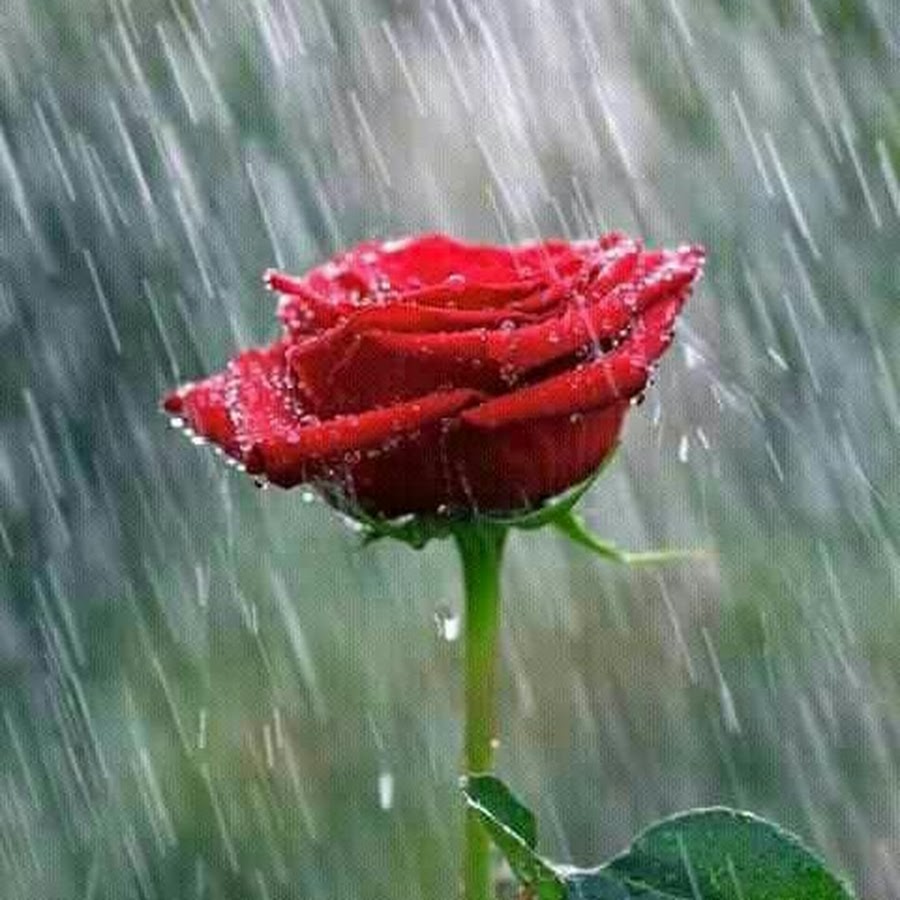 Розы с каплями дождя