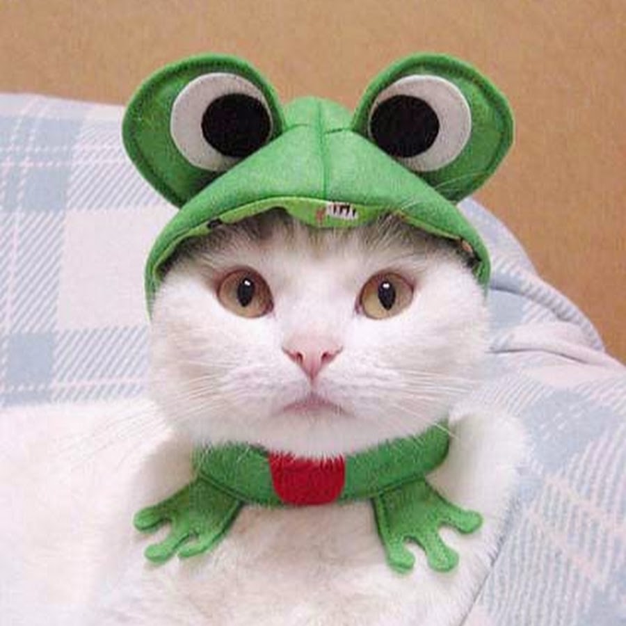 Котенок в шапке лягушки