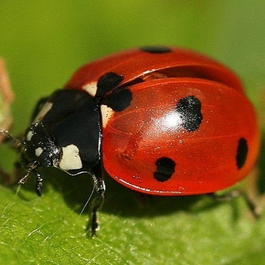 The ladybirds фото