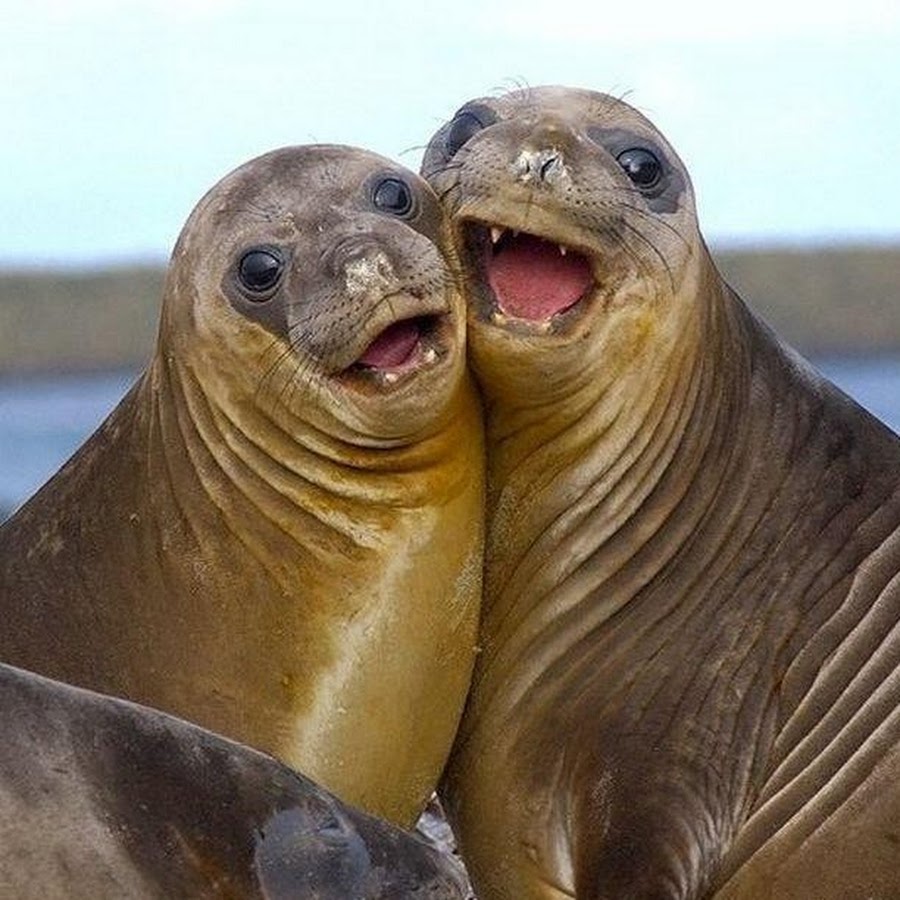 фото морских котиков тюленей