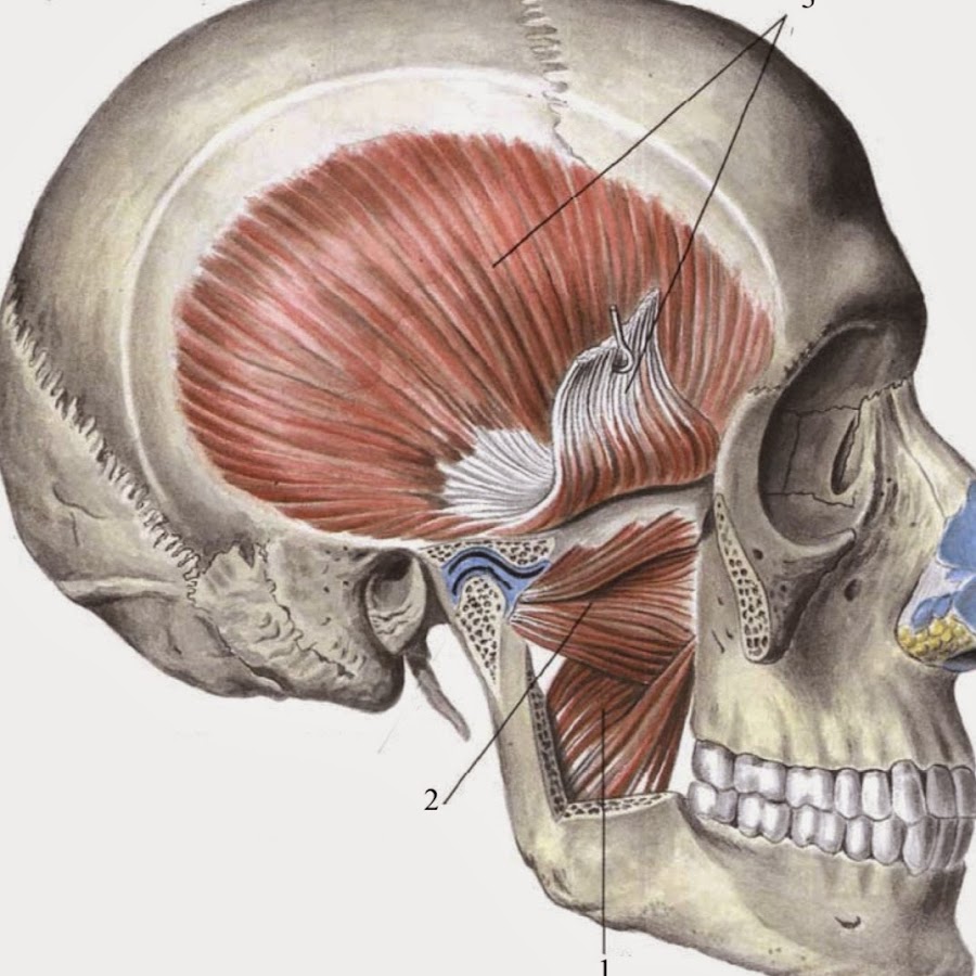 Жевательные мышцы лица анатомия в картинках