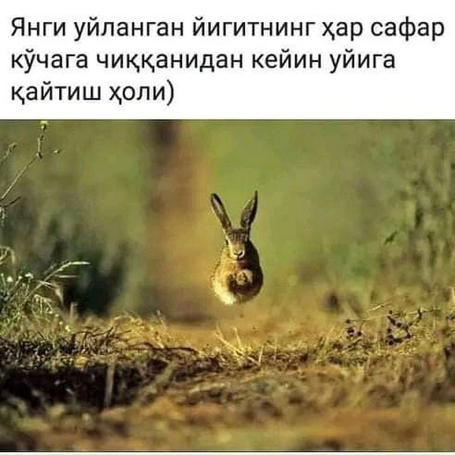 Зайцы бегали в лесу. Заяц прыгает. Заяц в движении. Зайчик бежит. Заяц убегает.