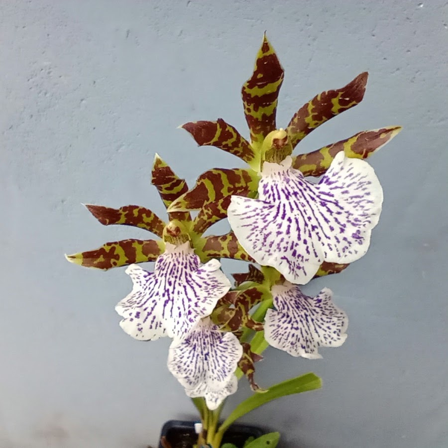 Orquídeas; Um Universo de Cores e Formas - thptnganamst.edu.vn