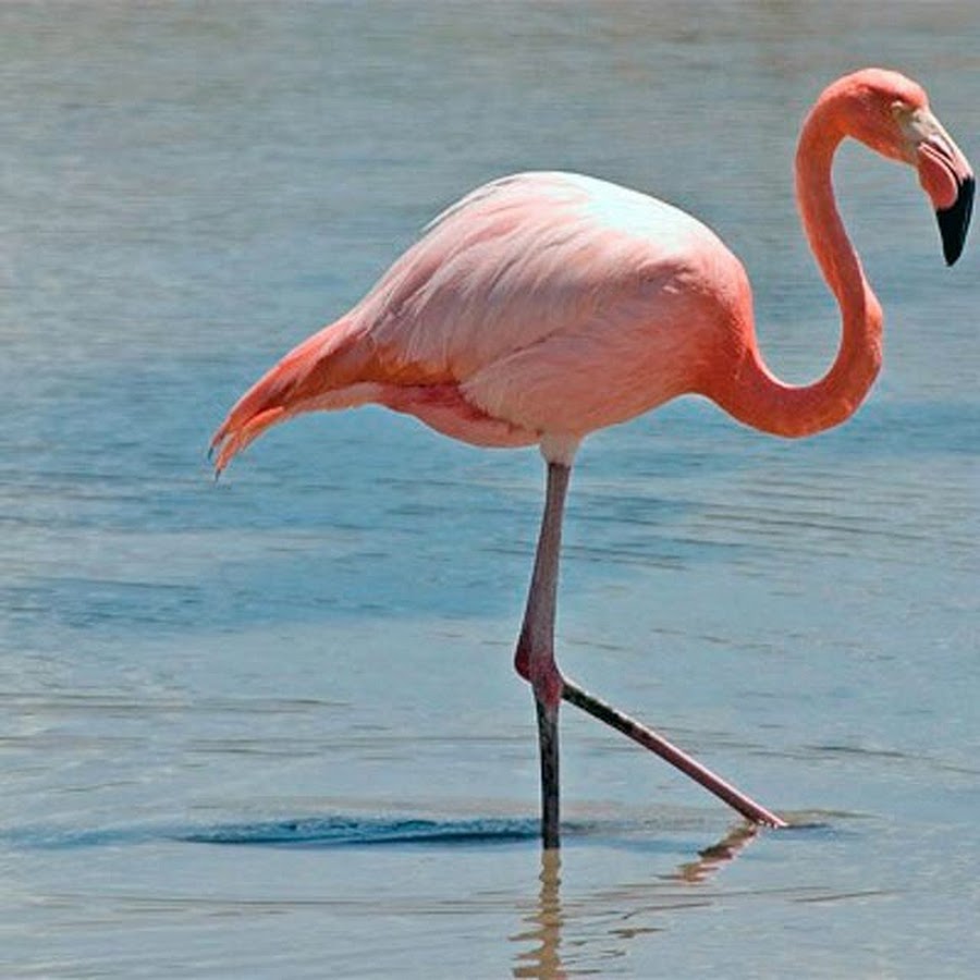 Птица Фламинго обыкновенный