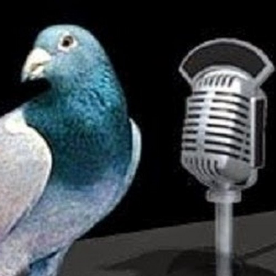 Pigeon Radio Australia - YouTube
