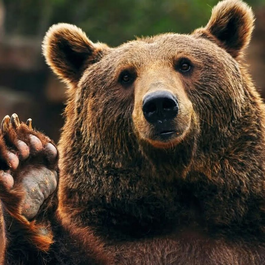 Bear hand. Медведь Гризли Россия. Медведь машет лапой. Добрый медведь. Бурый медведь машет лапой.