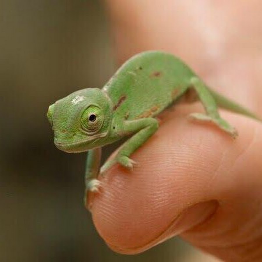 Хамелеон Тини. Маленький хамелеон Тайланд. Самый маленький хамелеон Brookesia minima. Chameleon tiny Pro.