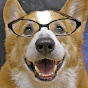 Goro@Welsh corgi - @SiroWan YouTube Profile Photo