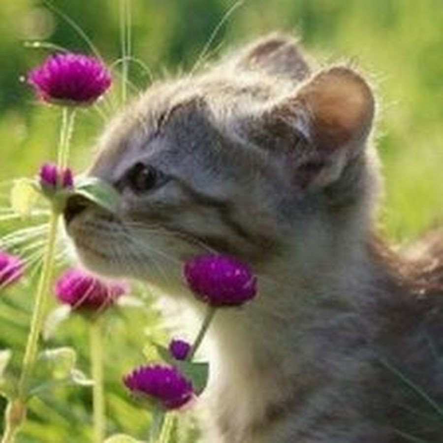 Котенок нюхает цветочек