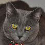 catman916 YouTube Profile Photo