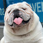 Bulldog Walter White Jr. - @jwalterwhite YouTube Profile Photo