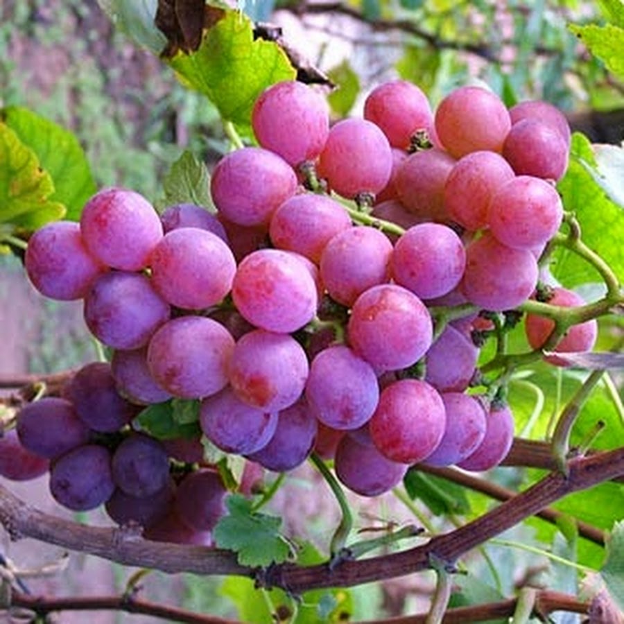 Брианна виноград