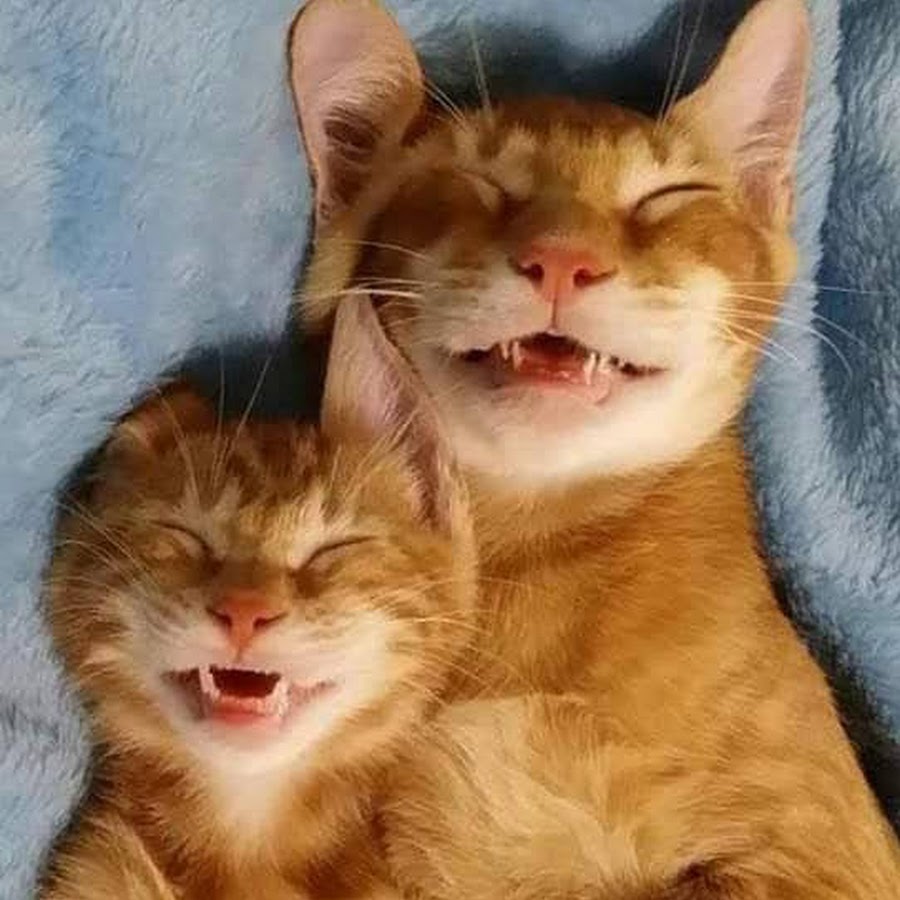 Коты смеются