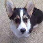 Tracey Lewis - @iHearttMyCorgi YouTube Profile Photo