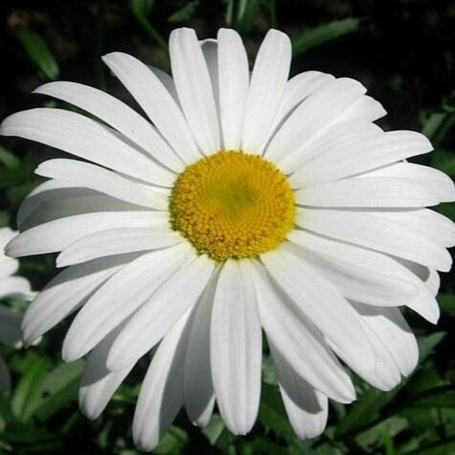 Ромашка белая многолетняя крупноцветковая