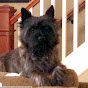 Derby the Cairn Terrier YouTube Profile Photo