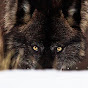 anita wolf YouTube Profile Photo
