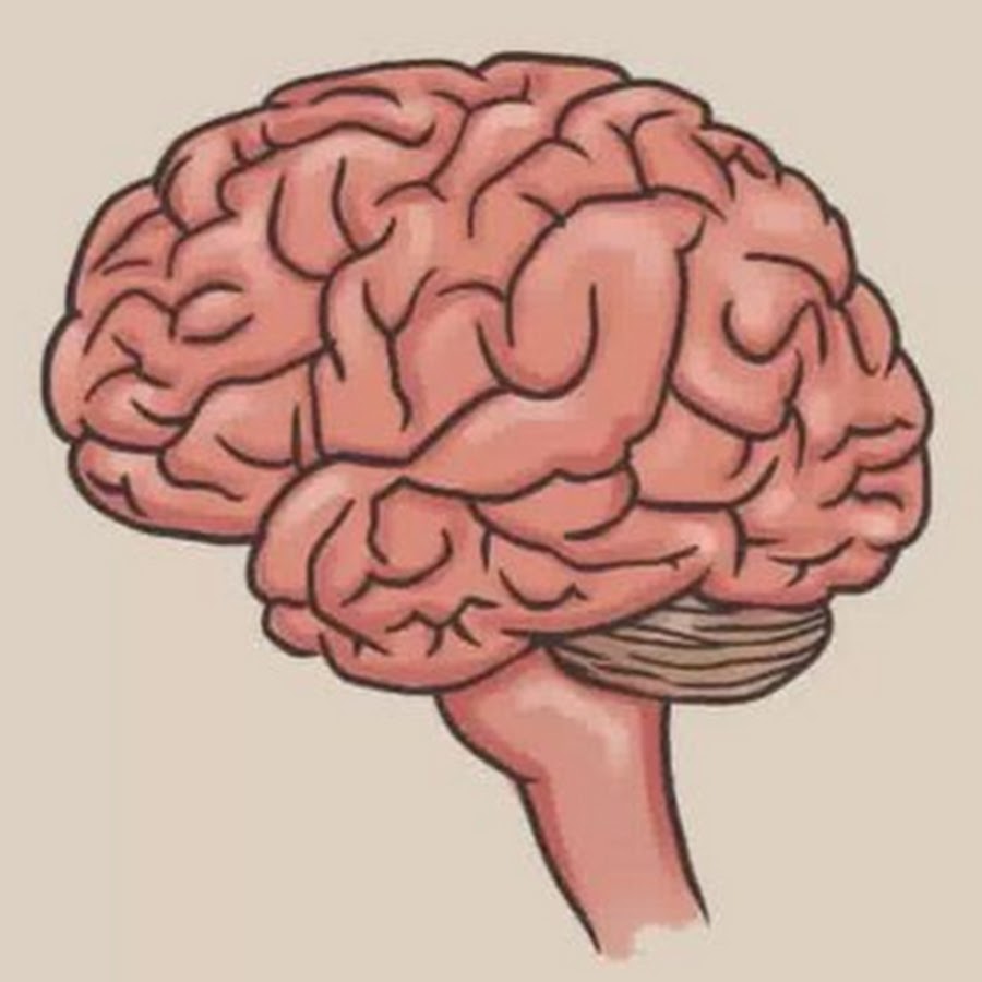 F brain. Мозг рисунок. Мозг нарисованный. Нарисовать мозг человека.
